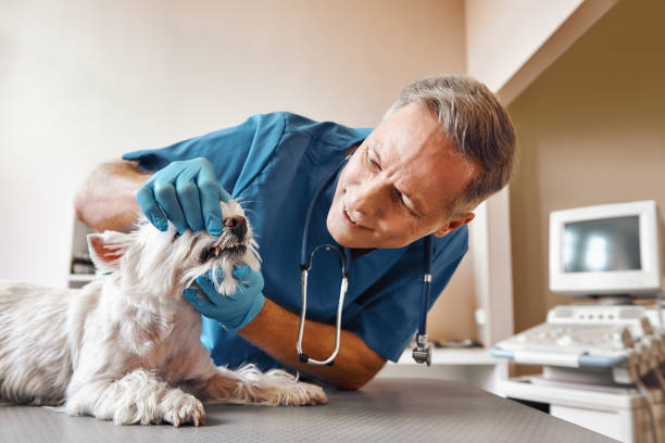 Best Emergency Dental Care for Sports Injuries in Hansville, WA